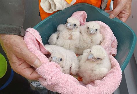Four Peregrine Falcon Chicks Hatch At Great Blakenham Energy From Waste