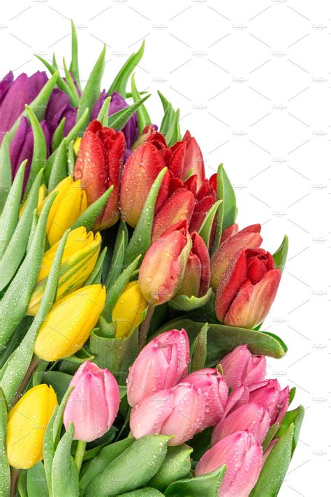 Tulip Flowers With Water Drops High Quality Nature Stock