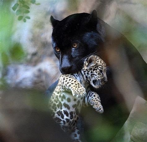 Black Panther Mum Carrying Cub Rhardcoreaww