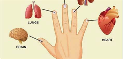 every finger is connected with 2 organs japanese methods for curing in 5 minutes