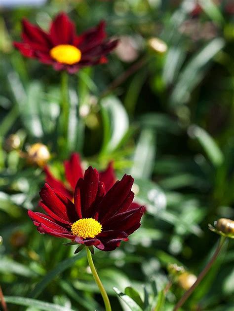 Full sun perennials flowers perennials planting flowers perennial flowers for shade perennial plant shade plants outdoor plants garden plants sun plants | michigan bulb company. 17 Best images about Coreopsis on Pinterest
