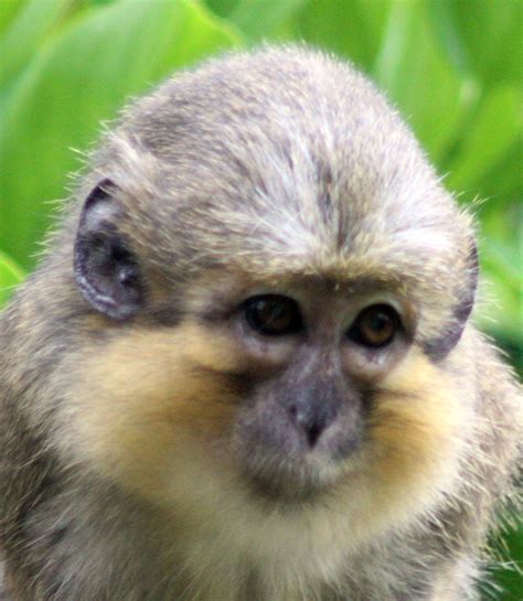 Photos Adorable And Amazing Guenon Monkey Faces Live Science