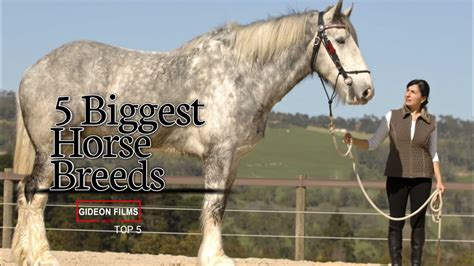 5 Biggest Horse Breeds Worlds Biggest Horse Biggest