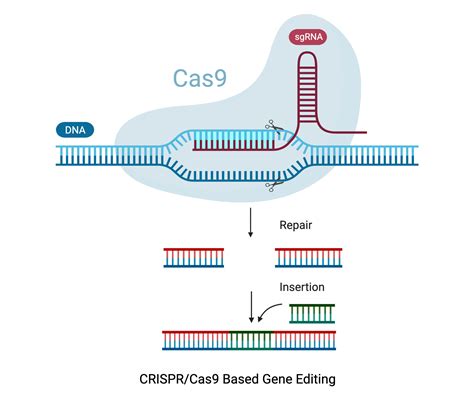 Crispr Cas9 Knock In