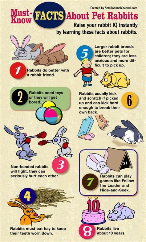 8 Facts You Need To Know About Pet Rabbits Pet Rabbit Pet Rabbit