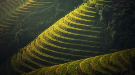 Rice Terraces Bali Indonesia Uhd 4k Wallpaper Pixelz