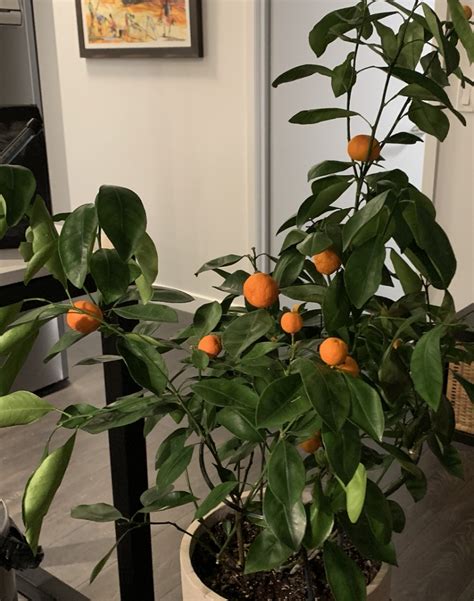 Calamondin Orange Tree Growing Indoors Toronto Master Gardeners
