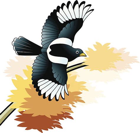 Magpie Clip Art Vector Images And Illustrations Istock