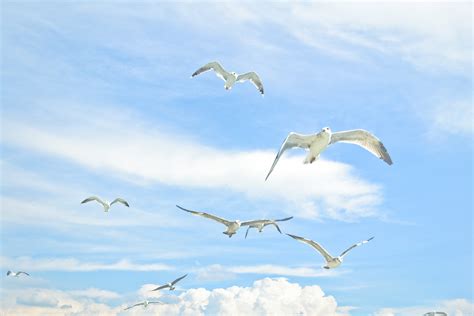 Free Images Beach Sea Water Wing Wave Seabird Flock Seagull