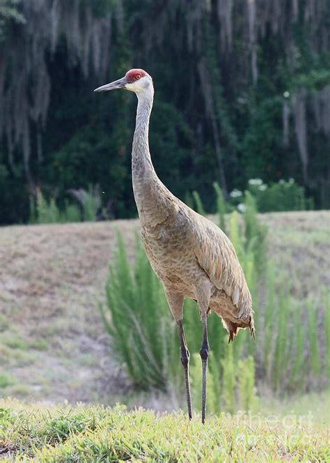 Florida Sandhill Crane Photograph By Carol Groenen Pixels