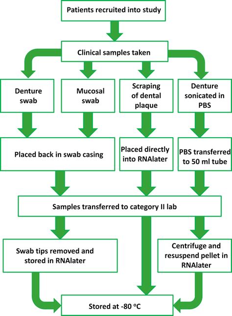 Flow Chart Demonstrating The Process Of Clinical Sample Collection And