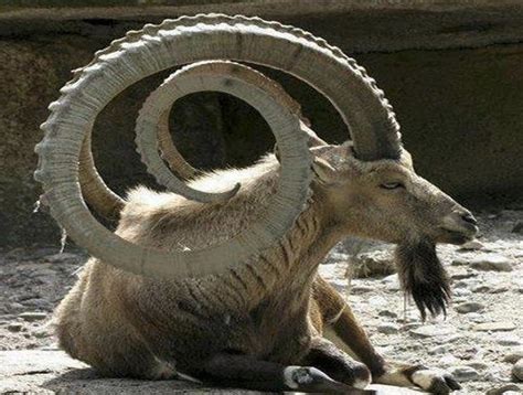 Huge Gigantic Horns Of Ibex — By Shahjahan Akhtar Экзотический