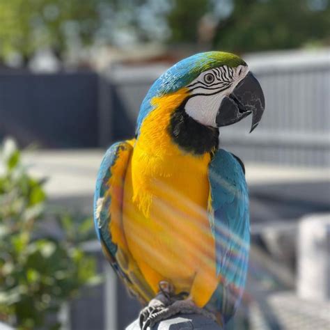 Macaw Parrots For Sale Macaws Birds For Sale