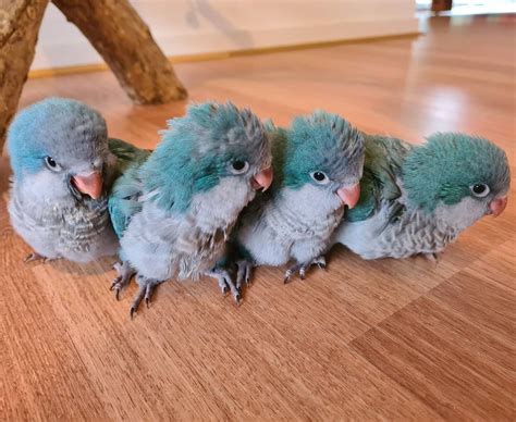 Blue Quaker Parrot For Sale Blue Quaker Birds For Sale
