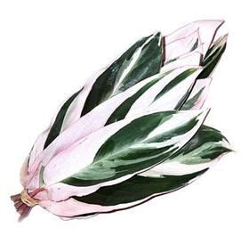 Charleston cut flower company provides flower and gift delivery to the charleston, wv area. Maranta Leaf Blush | Wholesale florist, Green flowers, Flowers