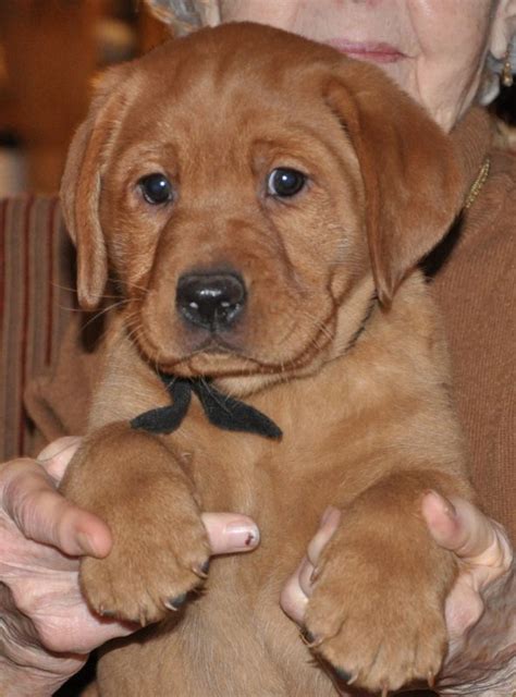 134 best images about Dyna, our Fox Red Labrador Retriever on Pinterest