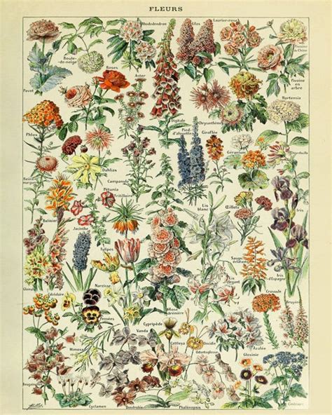 Vintage Flower Poster French Flower Decor French Botanical Etsy