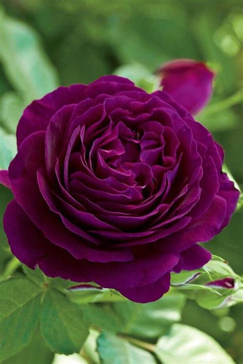 Hybrid Tea Rosa Twilight Zone Wekebtidere This Has To Be One Of