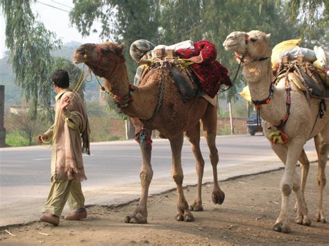 Over 132 loaded camel pictures to choose from, with no signup needed. Borneo Breezes: December 2006