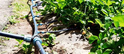 When it rains, cacti shoot out more roots. Smart Agricultural Irrigation Helps Conserve One of Our ...