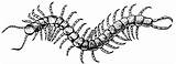 Centipedes Centipede Millipedes Uga Abstractos sketch template