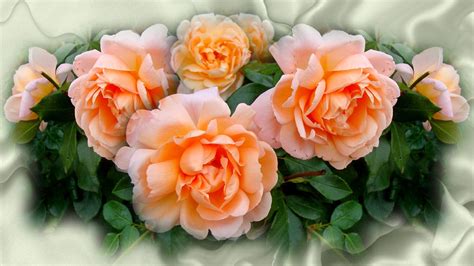 Peach Colored Roses