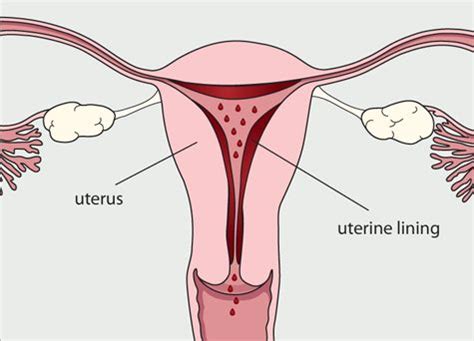 We did not find results for: Diagram of the female reproductive system. The blood and ...