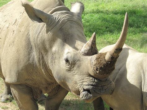 Rhino Profile Stock Image Image Of Ancient Profile Rhinoceros 6384369