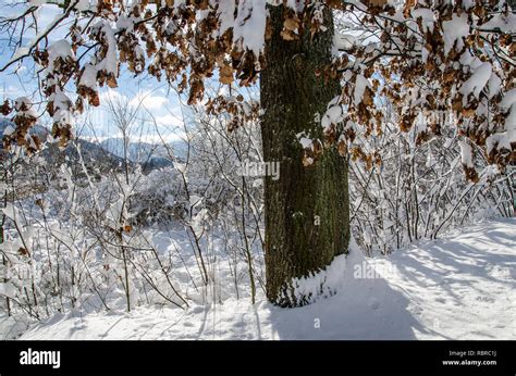 Heavy Snowfall At Lake Tegernsee Stock Photo Alamy