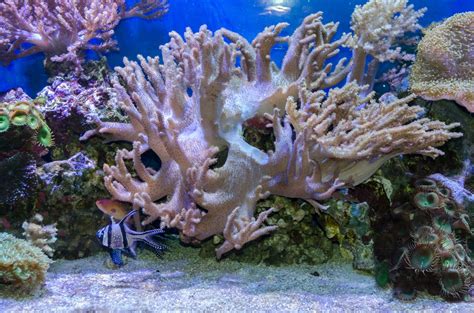 Tropical Sea Underwater With Corals Free Stock Photo Public Domain