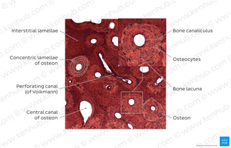 The Histology Of Bone Diagram