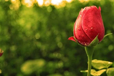 Pawa wanita yang masih mengalami masa subur, tentu akan mengalami siklus menstruasi setiap bulannya. Penjelasan Syaikh Utsaimin Tentang Cara Membedakan Darah ...