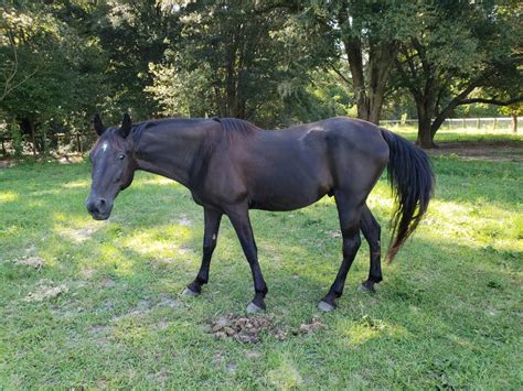 Explore sonoma county on horseback, riding on beaches, across dunes, through redwoods, past vineyards, along a river, or up into the hills for spectacular views. Luke - Florida Horseback Trail Riding