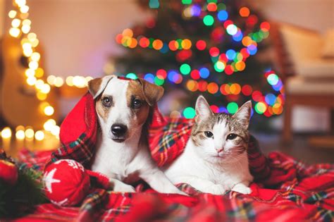 How Pets Can Make Our Lives Brighter In A Covid Christmas Bc Spca