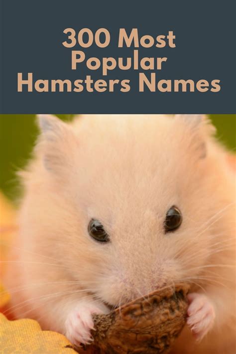 Top Ten Hamster Names Imagesee