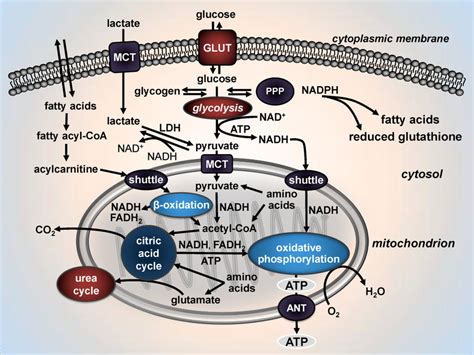 Integration Of Metabolic Pathways Glucose Is Transported Over A Plasma Download Scientific