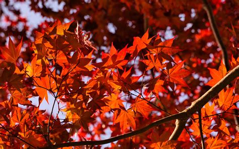 Download Wallpaper 3840x2400 Leaves Maple Branches Autumn 4k Ultra