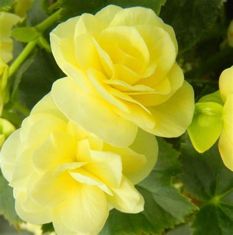 Does your cannabis grow have plants with yellow leaves? Solenia® Light Yellow Begonia Plant | Free Shipping