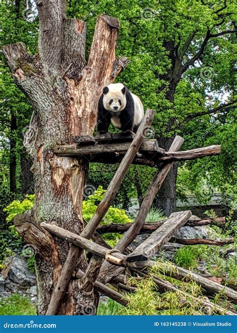 A Panda Is Sitting In A Green Tree Stock Photo Image Of Endangered
