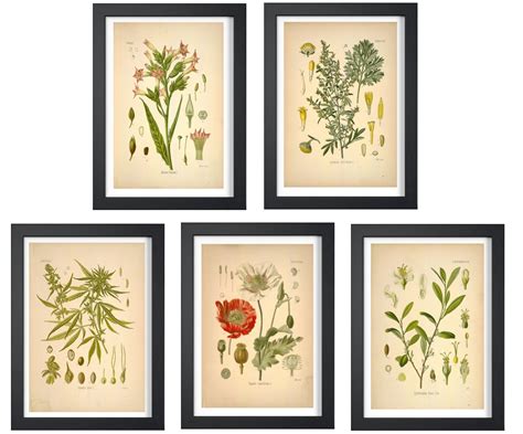 Ink Inc Psychoactive Plants Botanical Drawings Vintage Art Prints Set