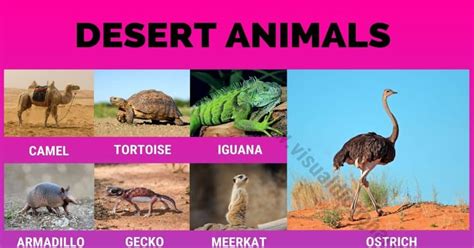 Desert Animals: 38 Wonderful Animals that Live in Desert Habitats