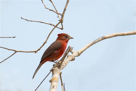 Red Crested Finch Az Birds