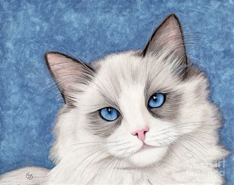 Ragdoll Bi Color Pet Me Please Painting By Sherry Goeben