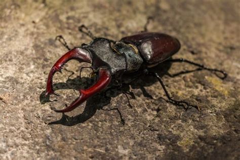 el escarabajo características alimentación reproducción