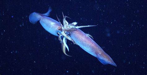 16 Things You Probably Didnt Know About Cephalopod Sex