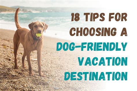 18 Tips For Choosing A Dog Friendly Vacation Destination