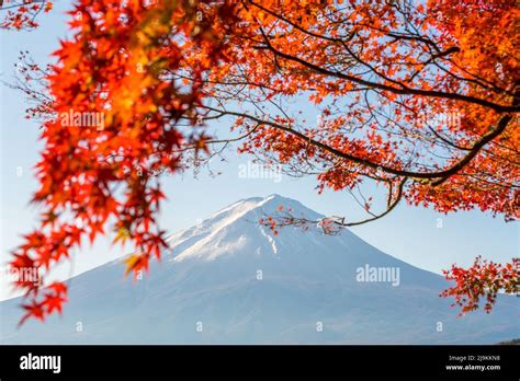Mt Fuji In Autumn With Red Maple Leaves At Kawaguchigo Lake Japan
