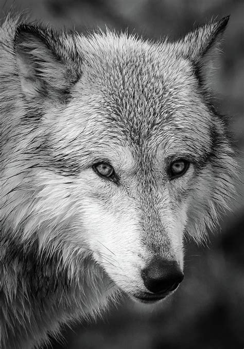 Glare Of A Wolf Ii Photograph By Athena Mckinzie Fine Art America