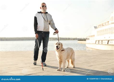 Guide Dog Helping Blind Person With Long Cane Walking Stock Photo