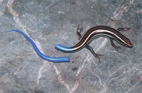 Western Skink Plestiodon Skiltonianus Tail Detached From Body